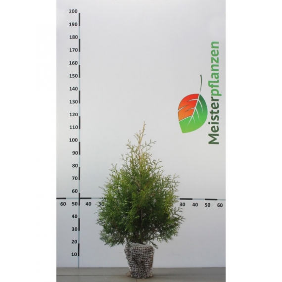 Westerse Levensboom Thuja Brabant 60-80 cm | Haagplant | Gardline