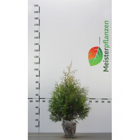 Westerse Levensboom Thuja Brabant 80-100 cm | Haagplant | Gardline