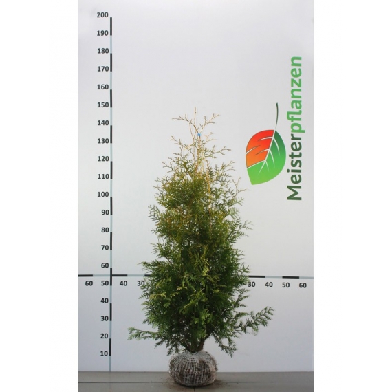 Westerse Levensboom Thuja Brabant 100-120 cm | Haagplant | Gardline