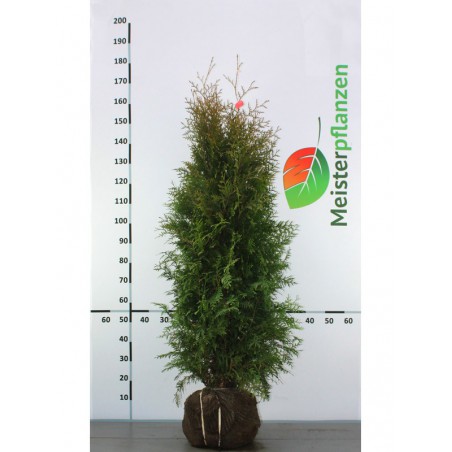 Westerse Levensboom Thuja Brabant 120-140 cm | Haagplant | Gardline