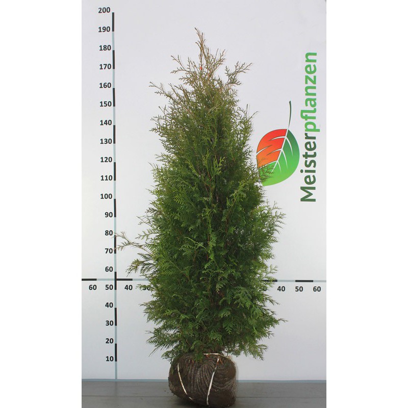 Westerse Levensboom Thuja Brabant 140-160 cm | Haagplant | Gardline