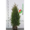 Westerse Levensboom Thuja Brabant 140-160 cm | Haagplant | Gardline Westerse Levensboom Thuja Brabant 140-160 cm | Haagplant | Gardline