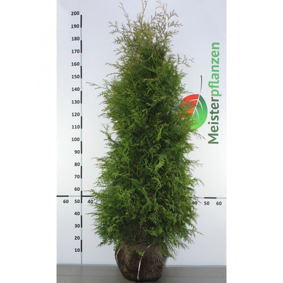 Westerse Levensboom Thuja Brabant 160-180 cm | Haagplant | Gardline
