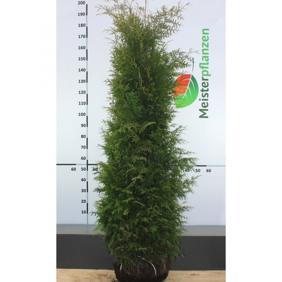 Westerse Levensboom Thuja Brabant 180-200 cm | Haagplant | Gardline