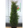 Westerse Levensboom Thuja Brabant 180-200 cm | Haagplant | Gardline Westerse Levensboom Thuja Brabant 180-200 cm | Haagplant | Gardline