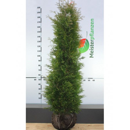 Westerse Levensboom Thuja Brabant 200-225 cm | Haagplant | Gardline Westerse Levensboom Thuja Brabant 200-225 cm | Haagplant | Gardline