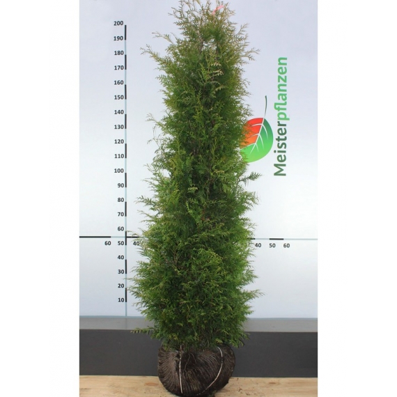 Westerse Levensboom Thuja Brabant 200-225 cm | Haagplant | Gardline