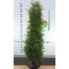 Westerse Levensboom Thuja Brabant 200-225 cm | Haagplant | Gardline Westerse Levensboom Thuja Brabant 200-225 cm | Haagplant | Gardline