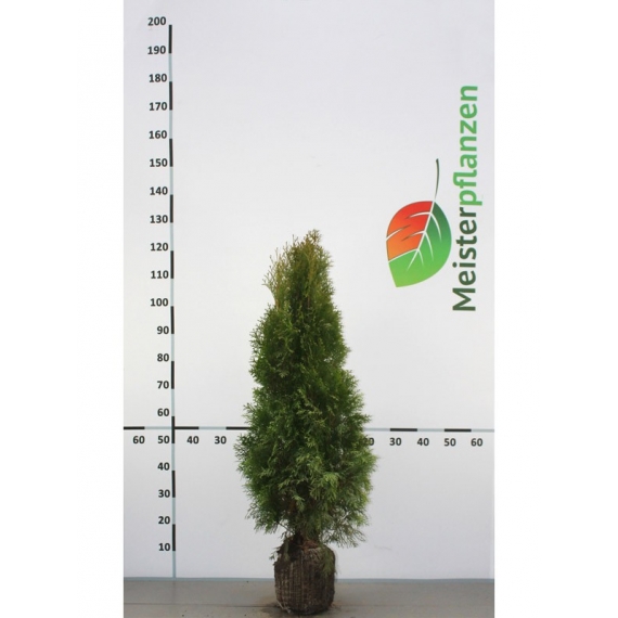 Westerse Levensboom Thuja Smaragd 60-80 cm | Haagplant | Gardline