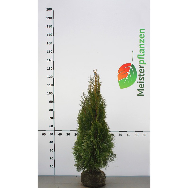 Westerse Levensboom Thuja Smaragd 100-120 cm | Haagplant | Gardline
