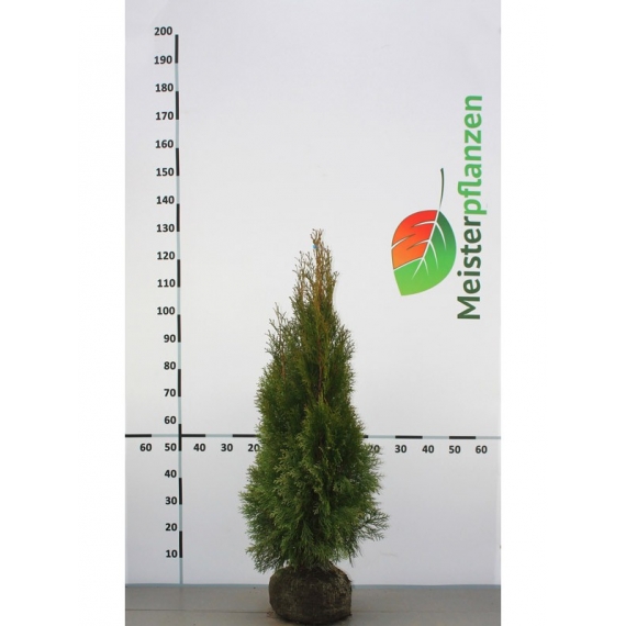 Westerse Levensboom Thuja Smaragd 100-120 cm | Haagplant | Gardline