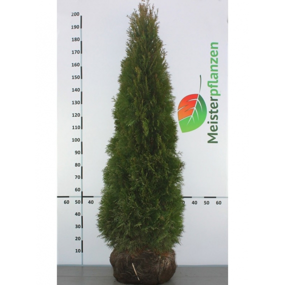 Westerse Levensboom Thuja Smaragd 180-200 cm | Haagplant | Gardline