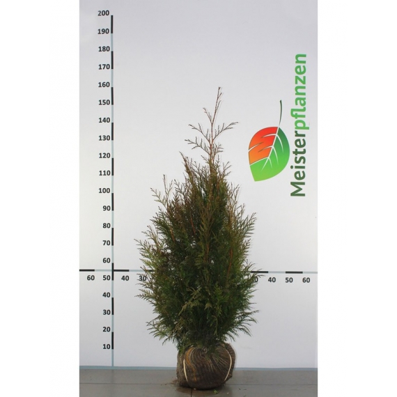 Levensboom Thuja plicata Martin 80-100 cm | Haagplant | Gardline
