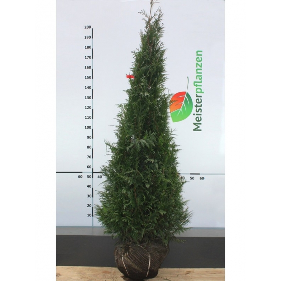 Levensboom Thuja plicata Martin 180-200 cm | Haagplant | Gardline