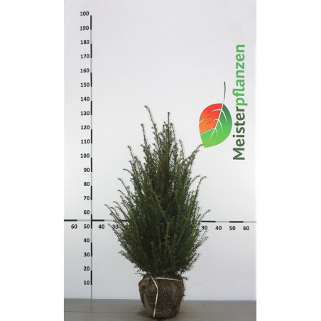 Venijnboom Taxus baccata 80-100 cm | Haagplant | Gardline