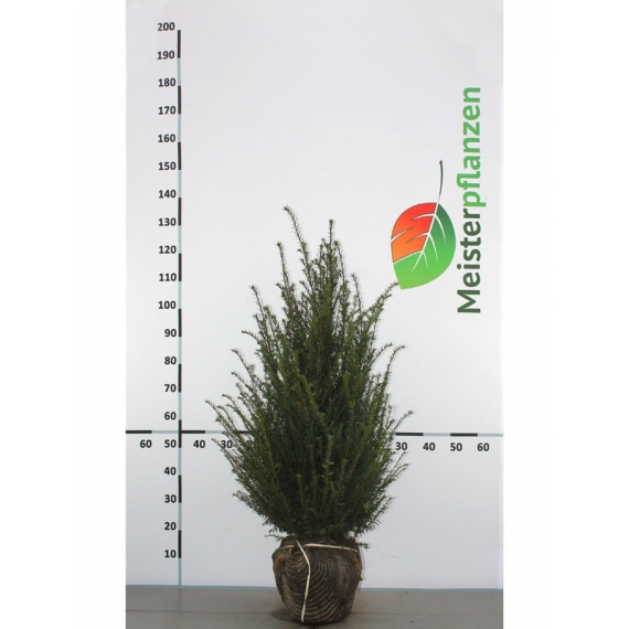Venijnboom Taxus baccata 80-100 cm | Haagplant | Gardline