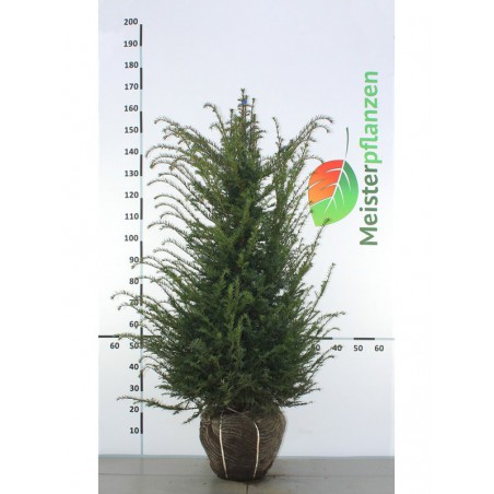 Venijnboom Taxus baccata 100-120 cm | Haagplant | Gardline
