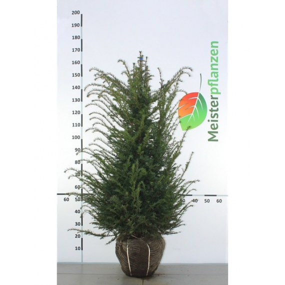 Venijnboom Taxus baccata 100-120 cm | Haagplant | Gardline