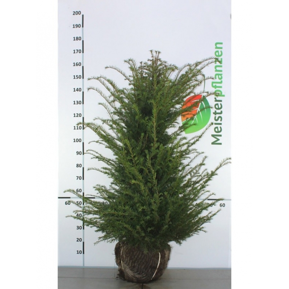 Venijnboom Taxus baccata 120-140 cm | Haagplant | Gardline