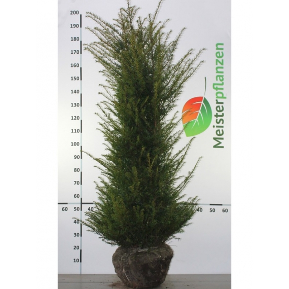 Venijnboom Taxus baccata 140-160 cm | Haagplant | Gardline