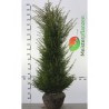 Venijnboom Taxus baccata 140-160 cm | Haagplant | Gardline Venijnboom Taxus baccata 140-160 cm | Haagplant | Gardline
