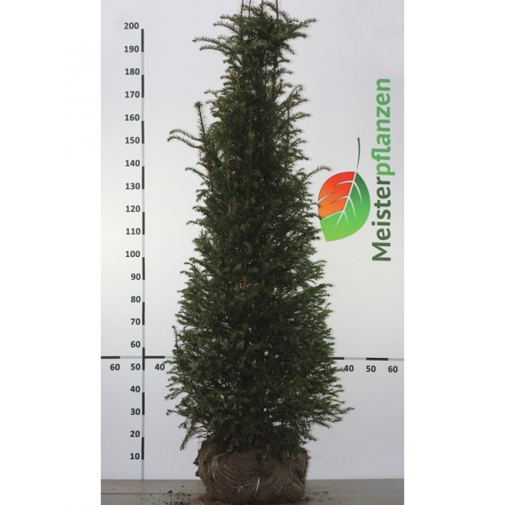 Venijnboom Taxus baccata 160-180 cm | Haagplant | Gardline