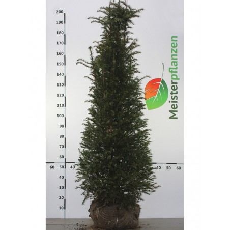 Venijnboom Taxus baccata 180-200 cm | Haagplant | Gardline