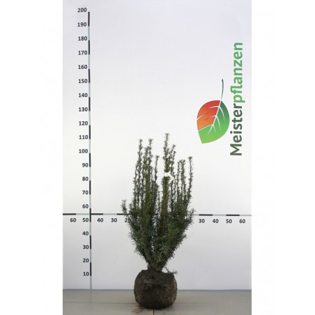 Venijnboom Taxus media Hicksii 50-60 cm | Haagplant | Gardline