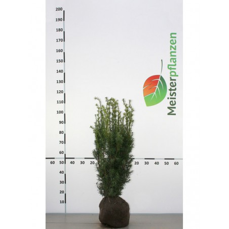 Venijnboom Taxus media Hicksii 60-80 cm | Haagplant | Gardline