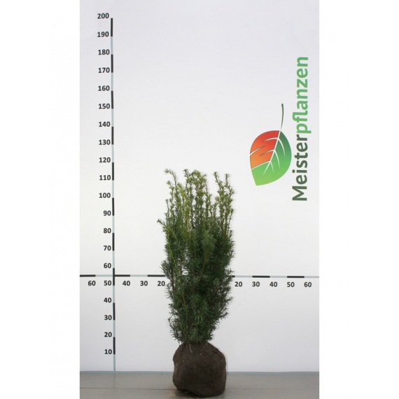 Venijnboom Taxus media Hicksii 60-80 cm | Haagplant | Gardline