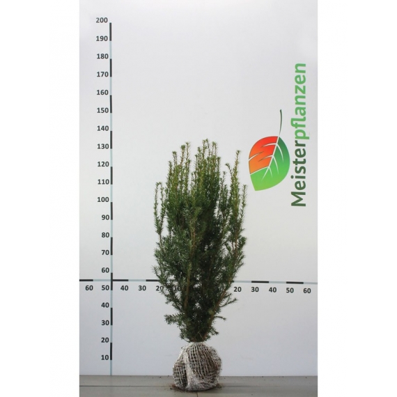 Venijnboom Taxus media Hicksii 80-100 cm | Haagplant | Gardline