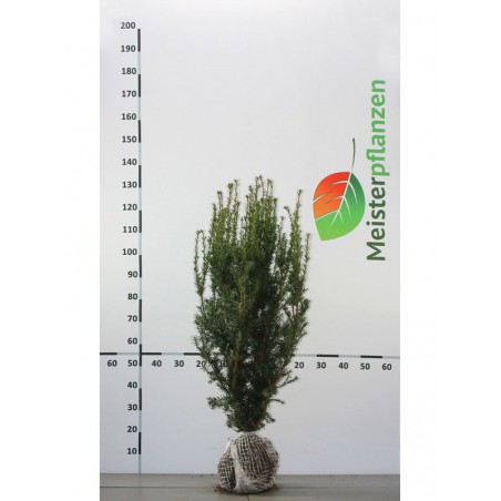 Venijnboom Taxus media Hicksii 100-120 cm | Haagplant | Gardline