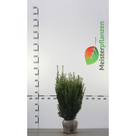Venijnboom Taxus media Hillii 50-60 cm | Haagplant | Gardline