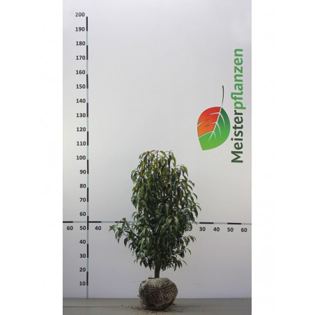 Portugese Laurier Prunus Angustifolia 50-60 cm | Haagplant | Gardline Portugese Laurier Prunus Angustifolia 50-60 cm | Haagplant | Gardline
