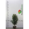 Portugese Laurier Prunus Angustifolia 50-60 cm | Haagplant | Gardline Portugese Laurier Prunus Angustifolia 50-60 cm | Haagplant | Gardline