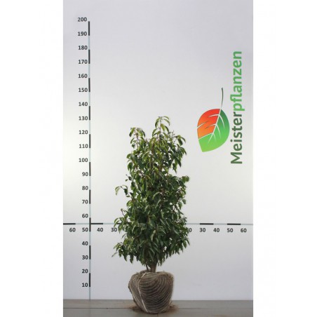 Portugese Laurier Prunus Angustifolia 80-100 cm | Haagplant | Gardline