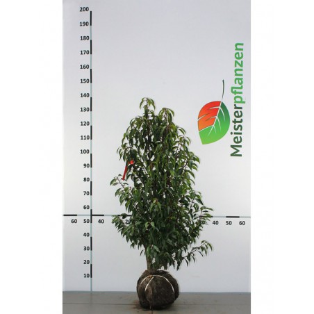 Portugese Laurier Prunus Angustifolia 100-120 cm | Haagplant | Gardline Portugese Laurier Prunus Angustifolia 100-120 cm | Haagplant | Gardline