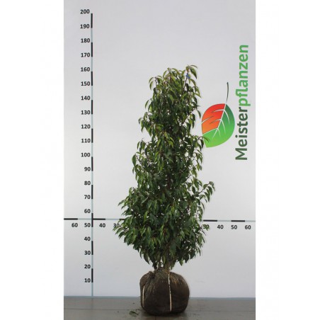 Portugese Laurier Prunus Angustifolia 120-140 cm | Haagplant | Gardline Portugese Laurier Prunus Angustifolia 120-140 cm | Haagplant | Gardline