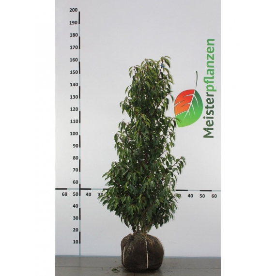 Portugese Laurier Prunus Angustifolia 120-140 cm | Haagplant | Gardline