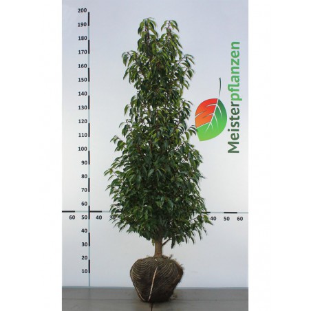 Portugese Laurier Prunus Angustifolia 140-160 cm | Haagplant | Gardline