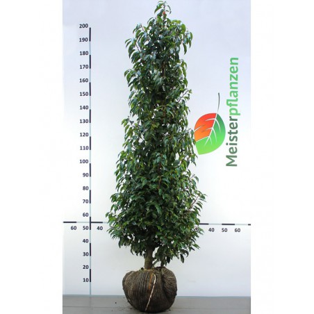 Portugese Laurier Prunus Angustifolia 160-180 cm | Haagplant | Gardline Portugese Laurier Prunus Angustifolia 160-180 cm | Haagplant | Gardline