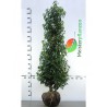 Portugese Laurier Prunus Angustifolia 160-180 cm | Haagplant | Gardline Portugese Laurier Prunus Angustifolia 160-180 cm | Haagplant | Gardline