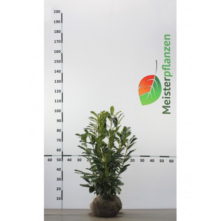 Laurier Prunus Caucasica 60-80 cm | Haagplant | Gardline