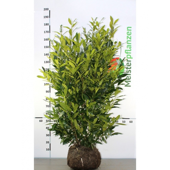 Laurier Prunus Herbergii 140-160 cm | Haagplant | Gardline