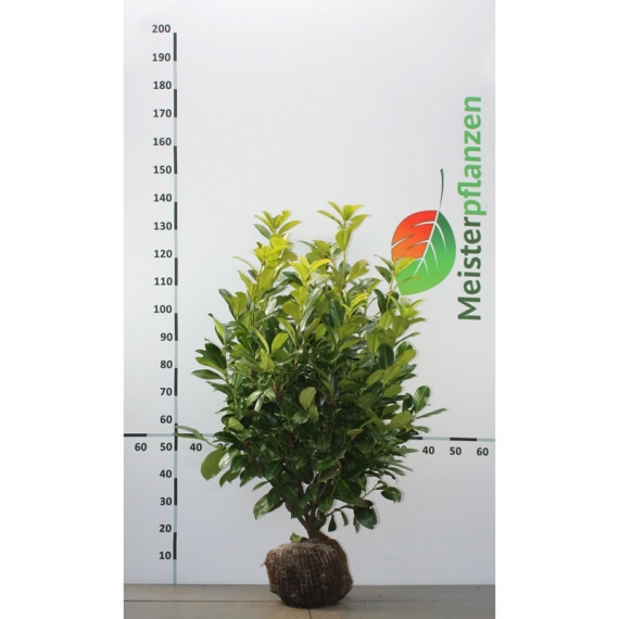 Laurier Prunus Rotundifolia 60-80 cm | Haagplant | Gardline
