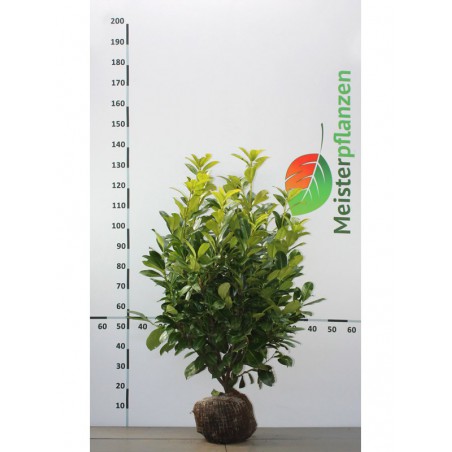 Laurier Prunus Rotundifolia 80-100 cm | Haagplant | Gardline Laurier Prunus Rotundifolia 80-100 cm | Haagplant | Gardline