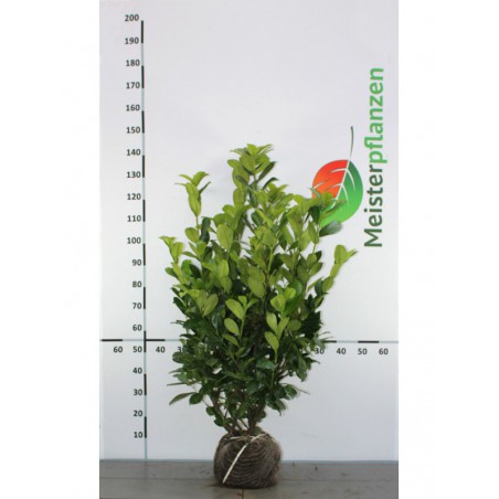 Laurier Prunus Rotundifolia 100-120 cm | Haagplant | Gardline Laurier Prunus Rotundifolia 100-120 cm | Haagplant | Gardline