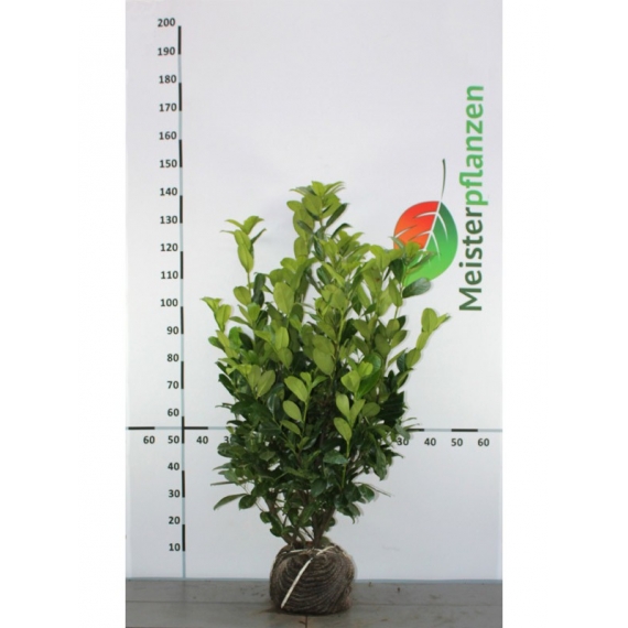 Laurier Prunus Rotundifolia 100-120 cm | Haagplant | Gardline