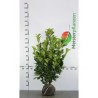 Laurier Prunus Rotundifolia 100-120 cm | Haagplant | Gardline Laurier Prunus Rotundifolia 100-120 cm | Haagplant | Gardline