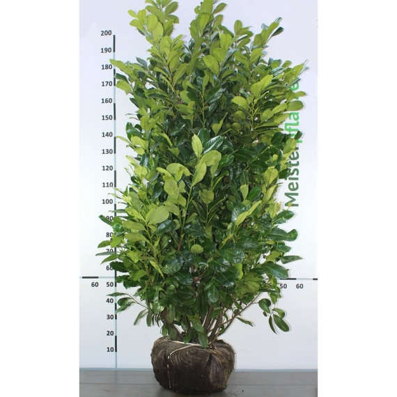 Laurier Prunus Rotundifolia 180-200 cm | Haagplant | Gardline